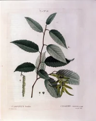 Botaniczny: gałąź uroku. Talerz zaczerpnięty z „”Nouveau Duhamel du Monceau or Treats Treats Drzewa i Krzaki Uprawiane we Francji”” Akwarela Pierre Joseph Redoute (1759-1840) 1819