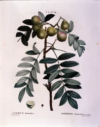 Botaniczny: gałązka cormier (Sorbus domestica) Talerz zaczerpnięty z „” Nouveau Duhamel du Monceau or Treats Treats Trees and Shrubs Cultivated in France”” Akwarela Pierre Joseph Redoute (1759-1840) 1819