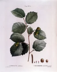 Botaniczny: gałąź orzecha laskowego. Talerz zaczerpnięty z „”Nouveau Duhamel du Monceau or Treats Treats Drzewa i Krzaki Uprawiane we Francji”” Akwarela Pierre Joseph Redoute (1759-1840) 1819