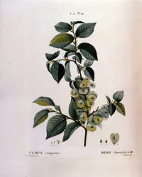 Botanika: gałąź wiązu. Talerz zaczerpnięty z „”Nouveau Duhamel du Monceau or Treats Treats Drzewa i Krzaki Uprawiane we Francji”” Akwarela Pierre Joseph Redoute (1759-1840) 1819