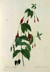 Fuchsia coccinea, z 