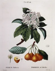 Poirier de Pollviller - w „”New Duhamel du Monceau lub traktacie o drzewach i krzewach uprawianych we Francji””, figury według rysunków P.J. Redoute i P. Bessa, Paryż