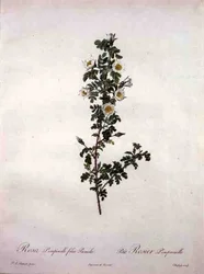 Rosa pimpinelli folia pumila (róża szkocka karłowata), grawerowane przez Chapuy, z 