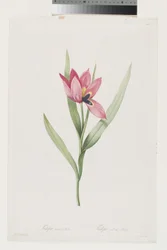 Tulip Oeil De Soleil