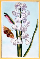 Hiacynt, ok. 1766 (rycina ręcznie kolorowana)