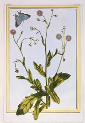 The Erigeron of Philadelphia Canadian Fleabane, wyd. 1776.