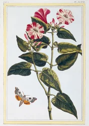 La Belle de Nuit Morning Glory, wyd. 1776.