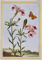 La Fleur Tachete des Incas (lilia peruwiańska), ok. 1766 (ręcznie barwiony grawerunek)