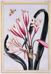 Amarylis długolistny, wyd. 1776.
