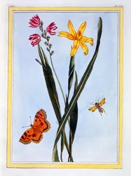 Ixia z Ameryki Południowej, wyd. 1776.
