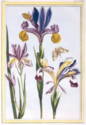 Barwny Iris, wyd. 1776.