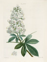 Aesculus Hippocastorum, Kasztanowiec, ok. 1800-1830.