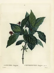 Wiciokrzew alpejski, Lonicera alpigena. Ręcznie barwiony grawerunek punktowany autorstwa Du Ruisseau według ilustracji Pierre-Josepha Redoute z Treat des Arbres et Shrustes Henri Louisa Duhamela du Moncel, Paryż