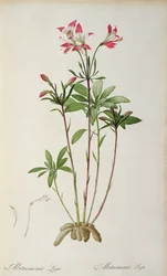 Alstraemeria Ligtu, z „Les Liliacees” Pierre