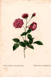Animowana róża chińska, hybryda Rosa chinensis, animacja bengalska. Ręcznie barwiony miedzioryt kropkowany z „”Les Roses” Pierre