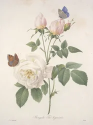 Herbata bengalska, z Wyboru najpiękniejszych kwiatów i owoców, 1827