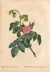 Deska botaniczna, kwiat, odmiana róży: Hairy Rose ma zapach Terebenthine (Rosa Villosa Terebenthina). W „” Les Roses”, tom 2 autorstwa Pierre