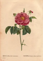 Deska Botaniczna, Kwiat, Róża Odmiana: Provin Rose z marmurkowymi kwiatami (Rosa gallica flore marmoreo). Nieznane pochodzenie. W „” Les Roses”, tom 2 autorstwa Pierre