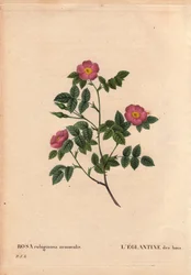 Deska botaniczna, kwiat, odmiana róży: Eglantyna lasu. (Rosa rubiginosa nemoralis). Gatunki z Europy. W „” Les Roses”, tom 2 autorstwa Pierre