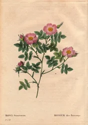 Deska Botaniczna, Kwiat, Róża Odmiana: Róża Krzewowa (Rosa dumetorum). Z rodziny psich róż z Europy i Azji, odkrytej przed 1821 rokiem. W „”Les Roses”, tom 2 autorstwa Pierre Joseph Redoute (1759-1840)