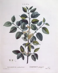 Kruszyna (Rhamnus catharticus), Henry Louis Duhamel du Monceau, rysunek botaniczny Pierre Joseph Redouté