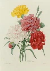 Goździki, z „Wybór najpiękniejszych kwiatów”, ok. 1833