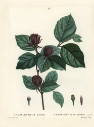 Carolina spicebush lub wschodni krzew cukrowy, Calycanthus floridus. Ręcznie barwiony grawerunek punktowany przez pannę Brenet na podstawie ilustracji Pierre-Josepha Redoute z Treat des Arbres et Shrustes Henri Louisa Duhamela du Moncel, Paryż