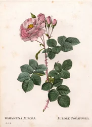 Róża Celeste, odmiana Rosa alba, Rose Aurore Poniatowska. Ręcznie barwiony miedzioryt kropkowany z „”Les Roses” Pierre