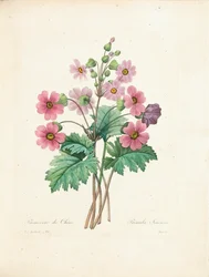 Chiński Primrose, grawerowane przez Bessina, z „Wybór najpiękniejszych kwiatów i najpiękniejszych owoców”, tom. II, 1827-33