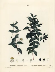 Mirt pospolity, Myrtus communis. Ręcznie barwiony grawerunek punktowany autorstwa Demachy według ilustracji Pierre-Joseph Redoute z Treat des Arbres et Shrustes Henri Louisa Duhamela du Moncel, Paryż