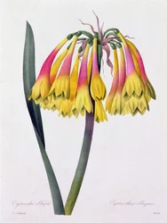 Cyrtanthus Obliquus (kolorowy grawerunek)