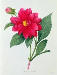 Dahlia Double (kolorowy grawer)