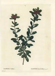 Daphne sericea (Daphne collina). Ręcznie barwiony grawerunek punktowany według ilustracji Pierre-Joseph Redoute z Treat des Arbres et Shrustes Henri Louisa Duhamela du Monceau, Paryż