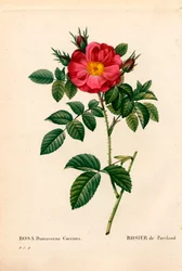 Róża Księżna Portland, Róża Portlandica, Róża Portland. Ręcznie barwiony miedzioryt kropkowany z „”Les Roses” Pierre