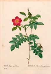 Podczas owocowania różowego alpejskiego Rosa pendulina. Ręcznie barwiony miedzioryt kropkowany z „”Les Roses” Pierre