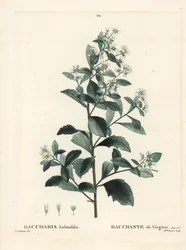 Baccharis wschodnia, krzew pospolity, mirt morski lub słony krzew, Baccharis halimifolia. Ręcznie barwiony grawerunek punktowany przez pannę Brenet według ilustracji Pierre-Joseph Redoute z Treat des Arbres et Shrustes Henri Louisa Duhamela du Moncel, Pary