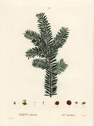Cis pospolity lub cis europejski, Taxus baccata. Ręcznie barwiony grawerunek punktowany według ilustracji Pierre-Joseph Redoute z Treat des Arbres et Shrustes Henri Louisa Duhamela du Monceau, Paryż