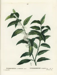 Fetterbush, Andromeda acuminata. Ręcznie barwiony grawerunek punktowany przez pannę Brenet na podstawie ilustracji Pierre-Josepha Redoute z Treat des Arbres et Shrustes Henri Louisa Duhamela du Moncel, Paryż