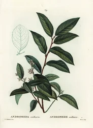 Fetterbush, Andromeda axillaris. Ręcznie barwiony grawerunek punktowany autorstwa Moreta według ilustracji Pierre-Joseph Redoute z Treat des Arbres et Shrustes Henri Louisa Duhamela du Moncel, Paryż
