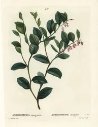 Fetterbush, Andromeda marginata. Ręcznie barwiony grawerunek punktowany autorstwa J. Marchanda według ilustracji Pierre-Joseph Redoute z Treat des Arbres et Shrustes Henri Louisa Duhamela du Moncel, Paryż