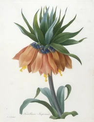 Fritillaire Imperiale, z Wybór najpiękniejszych kwiatów i najpiękniejszych owoców, 1827