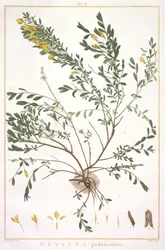 Genista pedunculata, z Stripes Nova lub Less Known, 1784 (ręcznie barwiony grawerunek)