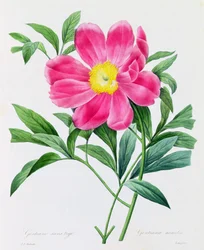 Gencjana bezłodygowa (kolorowy grawerunek)
