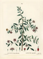 Jagoda Goji lub chińska kolcowój pospolity, Lycium barbarum (Lycium lanceolatum). Ręcznie barwiony grawerunek punktowany autorstwa Du Ruisseau według ilustracji Pierre-Joseph Redoute z Treat des Arbres et Shrustes Henri Louisa Duhamela du Moncel, Paryż