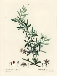 jagoda goji lub chińska kolcowój pospolity, Lycium barbarum (Lycium turbinatum). Ręcznie barwiony grawerunek punktowany autorstwa Moreta według ilustracji Pierre-Joseph Redoute z Treat des Arbres et Shrustes Henri Louisa Duhamela du Moncel, Paryż
