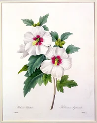 Hibiscus syriacus, grawerowany przez Bessina, z „Wybór najpiękniejszych kwiatów”, 1827