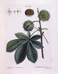 Kasztanowiec zwyczajny lub Conker (Aesculus hippocastanum), Henry Louis Duhamel du Monceau, płyta botaniczna Pierre Joseph Redouté
