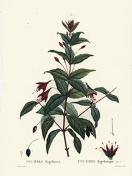 Koliber fuksja, fuksja magellanica. Ręcznie barwiony grawerunek punktowany autorstwa Du Ruisseau według ilustracji Pierre-Joseph Redoute z Treat des Arbres et Shrustes Henri Louisa Duhamela du Moncel, Paryż