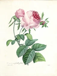 Róża stulistna, rytowana przez Langlois, z „Choix des Plus Belles Fleurs et des Plus Beaux Fruits”, tom I, 1827-33