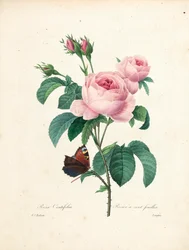 Róża stulistna, rytowana przez Langlois, z Choix des Plus Belles Fleurs et des Plus Beaux Fruits, tom I, 1827-33